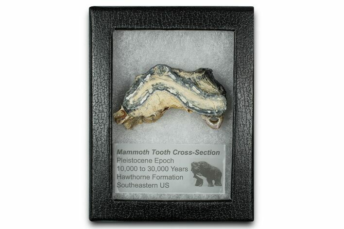Mammoth Molar Slice With Case - South Carolina #350007